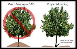 mulch volcano