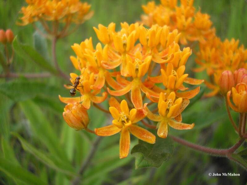 asclepias tuberosa