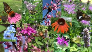 Collage of native pollinator plants