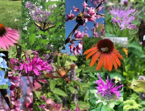 Start Planning Your Pollinator Garden