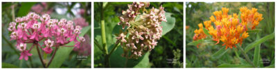 Three types of milkweed: Swamp Milkweed, Common milkweed, Butterfly weed
