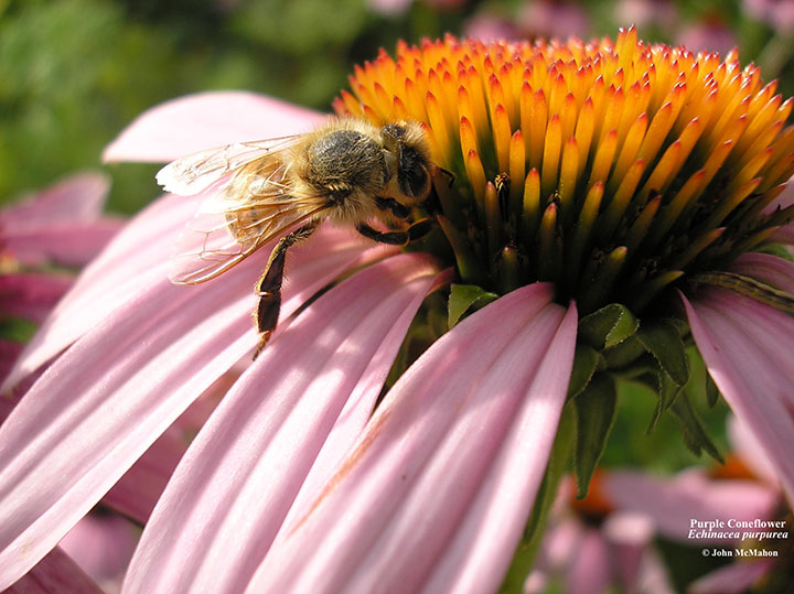 Click here to go to the Native and Invasive Plants page