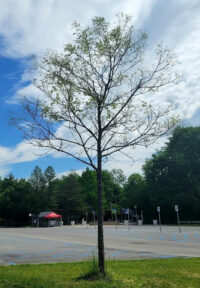 Defoliated oak at SPAC – May 2022