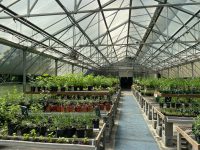 Oligny greenhouse full of plants