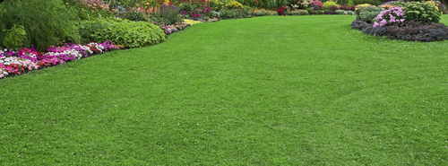 perfect looking turfgrass lawn