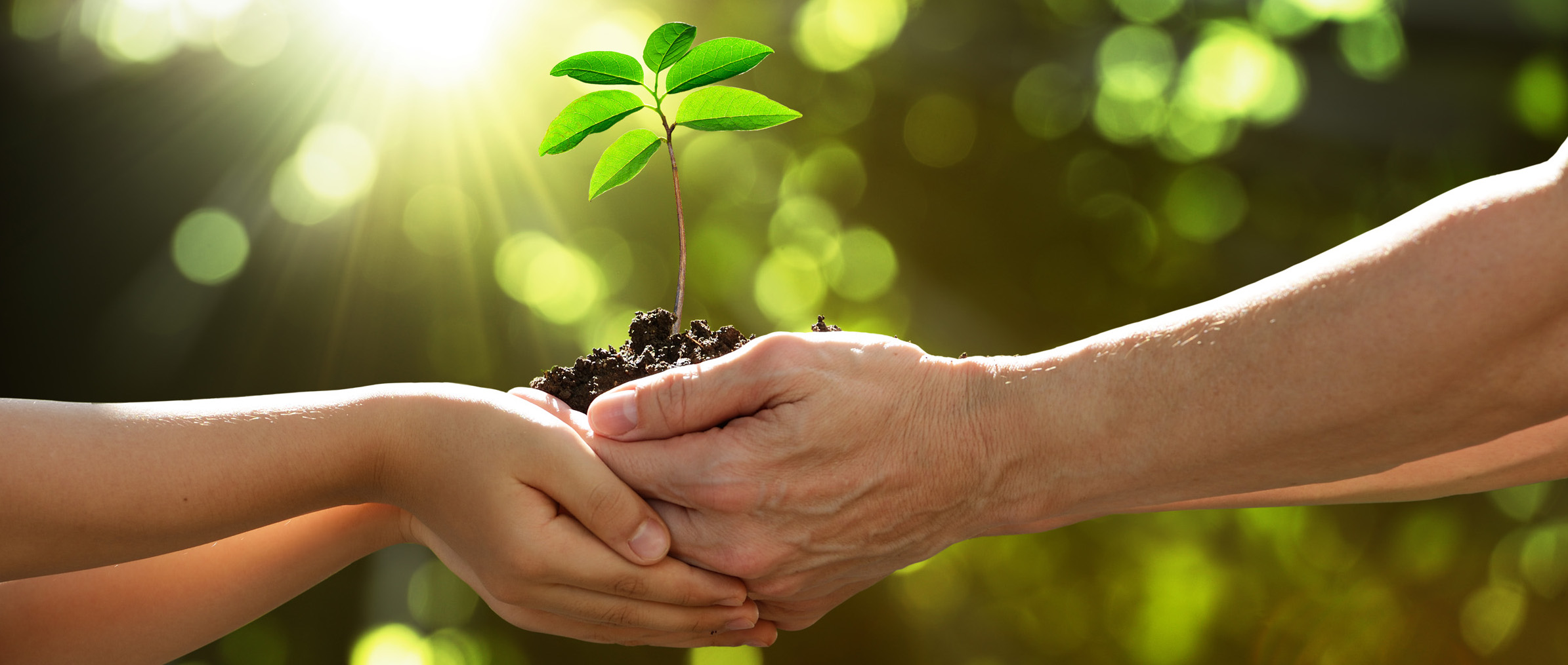 Two hands holding together a green young plant hands holding a plant