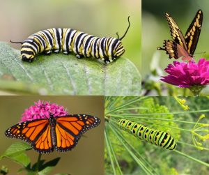 swallowtail butterfly and caterpillar, monarch caterpillar and butterfly