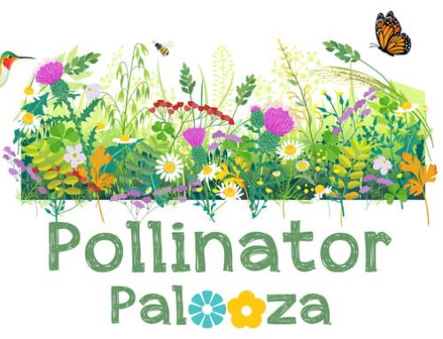 Press Release: Sustainable Saratoga Hosts Pollinator Palooza Native Plant Sale Event on Saturday, June 1st, 2024