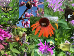 click here to go to the Pollinators and Native Plants page