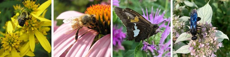 Pollinating insects on native plants