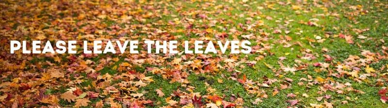 Please leave the leaves on your lawn