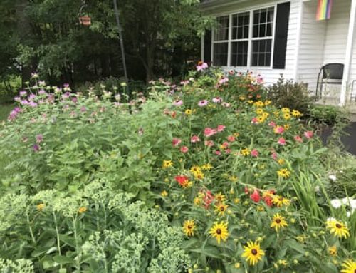 Lose the Lawn – Create a Pollinator Paradise