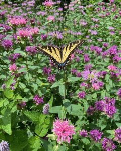 Eastern tiger swallowtail butterfly on Wild bergamot