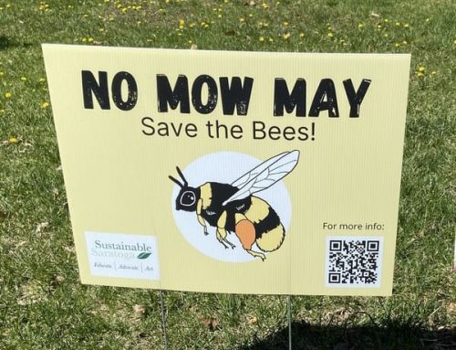 Press Release: No Mow May 2024
