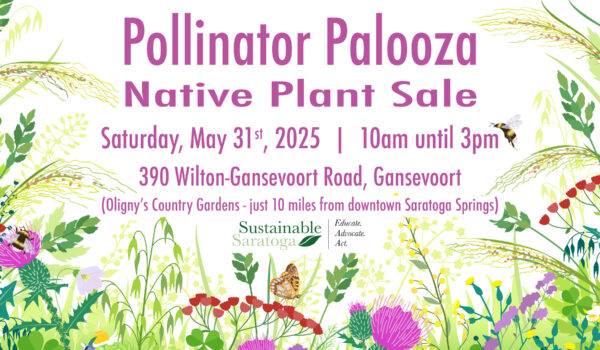 Pollinator Palooza native plant sale, June 4 2023, 10 am - 5 pm, Oligny's Greenhouse, 390 Wilton-Gansevoort Road, Gansevoort