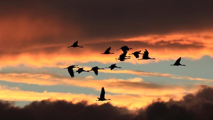 Sandhill Crane migration
