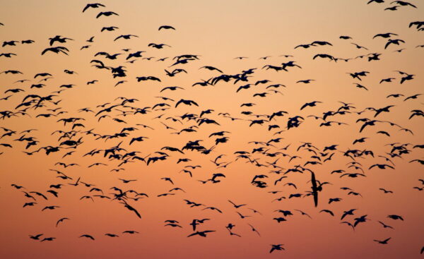 birds migrating
