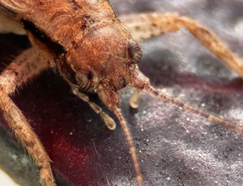 I Brake for Crickets