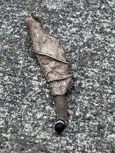 caterpillar