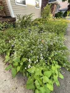 Woodland-Bed-in-May