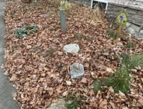 Leaves: Our Not So Hidden Superpower