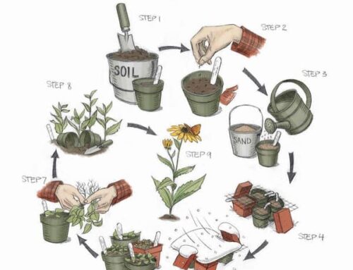 Seeds: A Metaphor for Life and Antidote to Despair