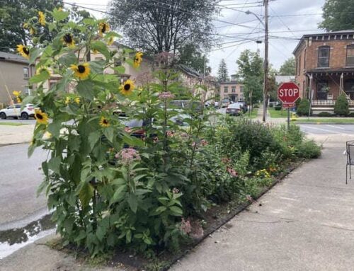 Be a Hero- Turn your Hellstrip into Habitat