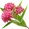 Asclepias incarnata - Swamp milkweed